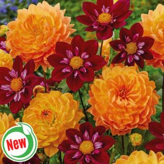 Honey Trap Dahlia Blend Thumbnail